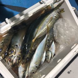 ヤザワ渡船 釣果
