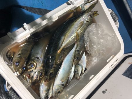 ヤザワ渡船 釣果