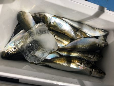 ヤザワ渡船 釣果
