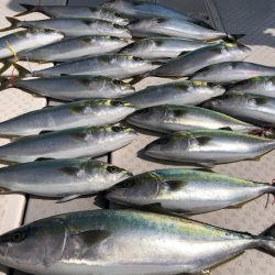 ビッグファイター 釣果