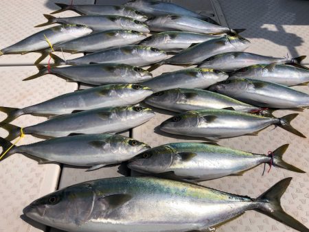 ビッグファイター 釣果