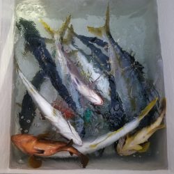 アマテラス 釣果