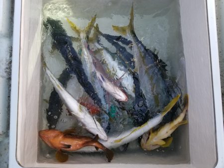 アマテラス 釣果