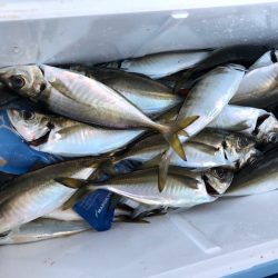 ヤザワ渡船 釣果