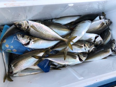 ヤザワ渡船 釣果