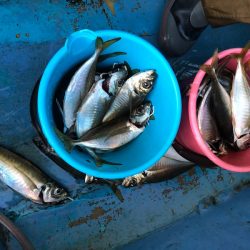 ヤザワ渡船 釣果