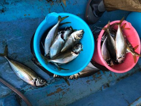 ヤザワ渡船 釣果