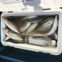 ヤザワ渡船 釣果
