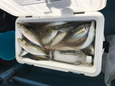 ヤザワ渡船 釣果