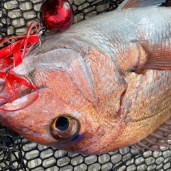 龍神丸（鹿児島） 釣果