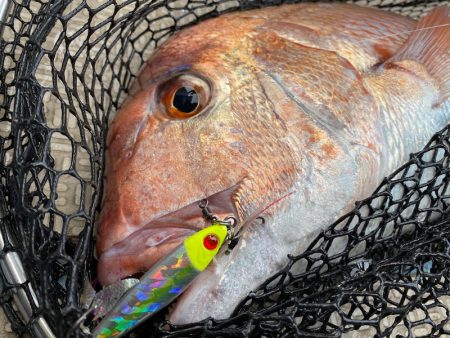 龍神丸（鹿児島） 釣果