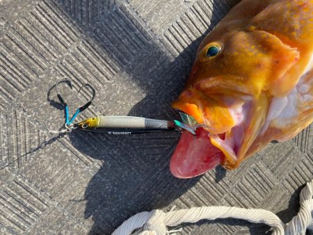 Monster Rush! 釣果