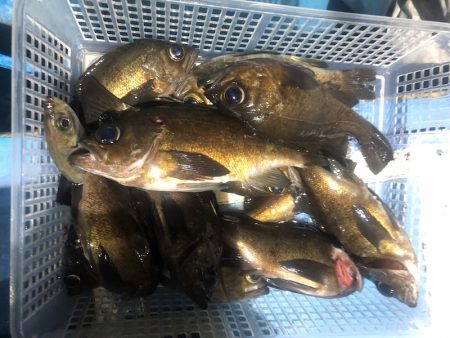 ヤザワ渡船 釣果