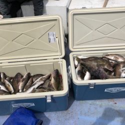 第二　つれたか丸 釣果