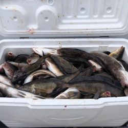 第二 つれたか丸 釣果