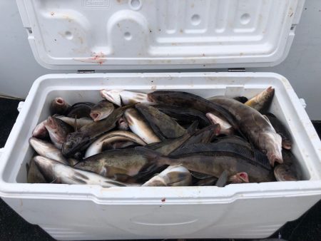 第二 つれたか丸 釣果