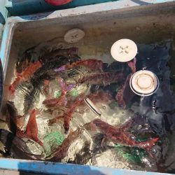 シースナイパー海龍 釣果