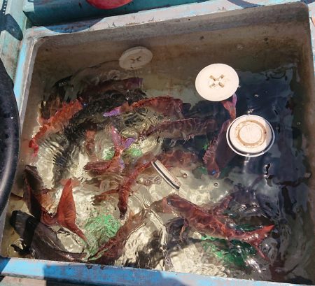 シースナイパー海龍 釣果