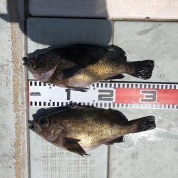 フィッシング キッタカ 釣果