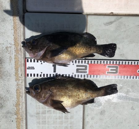 フィッシング　キッタカ 釣果