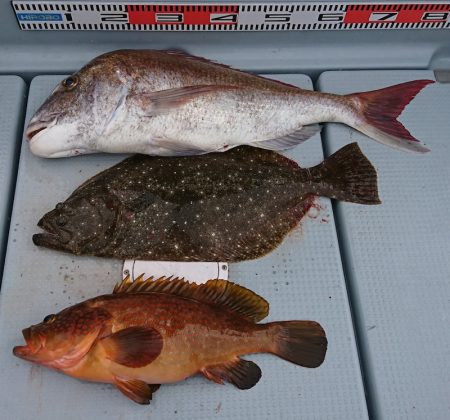 遊漁船 家入 釣果