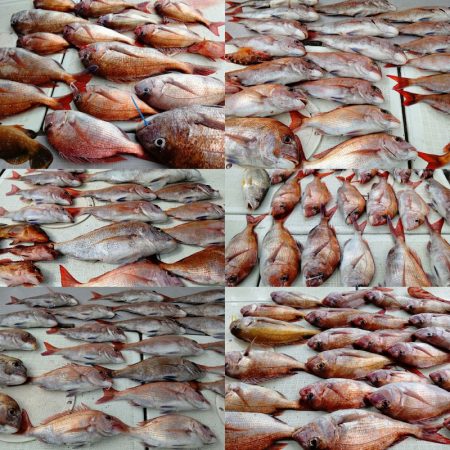 タイラバ遊漁船 ワンピース 釣果