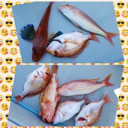 アマテラス 釣果