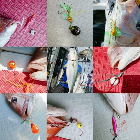 シーライオン 釣果