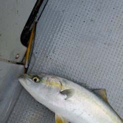 サンマリン 釣果