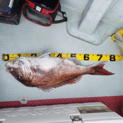 シーライオン 釣果