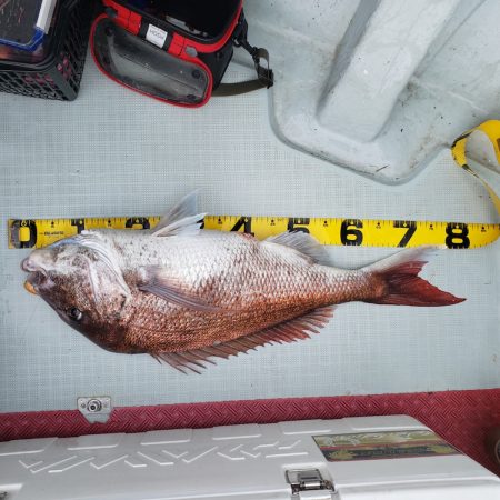 シーライオン 釣果