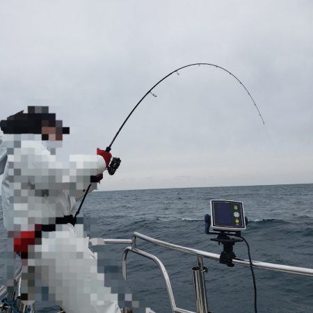 シーライオン 釣果