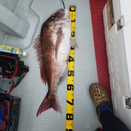 シーライオン 釣果