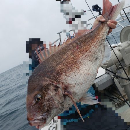 シーライオン 釣果