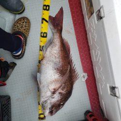 シーライオン 釣果