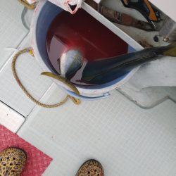 シーライオン 釣果