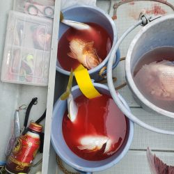 シーライオン 釣果