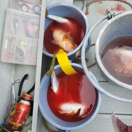 シーライオン 釣果