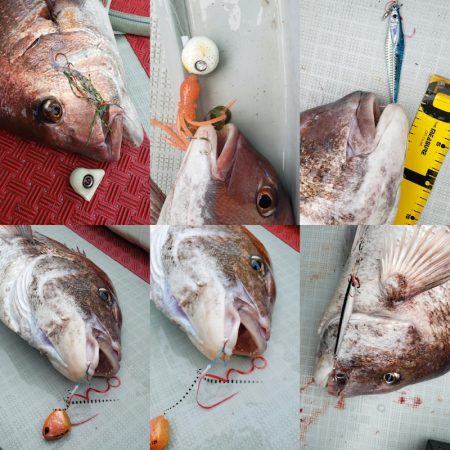 シーライオン 釣果