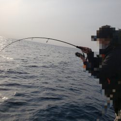 シーライオン 釣果