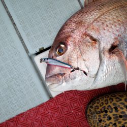 シーライオン 釣果