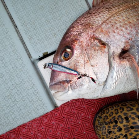 シーライオン 釣果