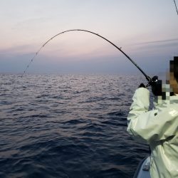 シーライオン 釣果