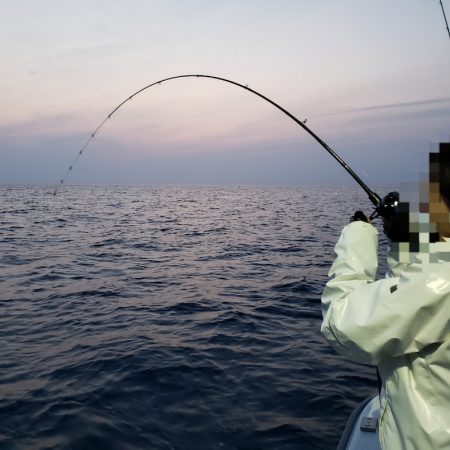 シーライオン 釣果