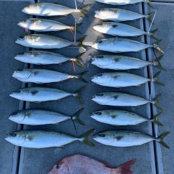 SeaRide(シーライド) 釣果