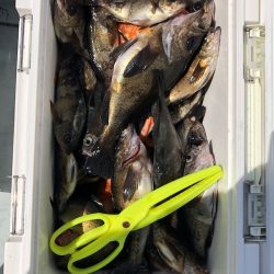 フィッシング キッタカ 釣果