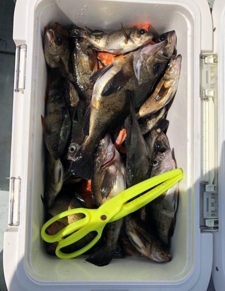 フィッシング キッタカ 釣果