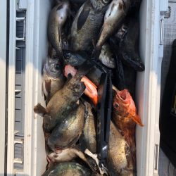 フィッシング　キッタカ 釣果