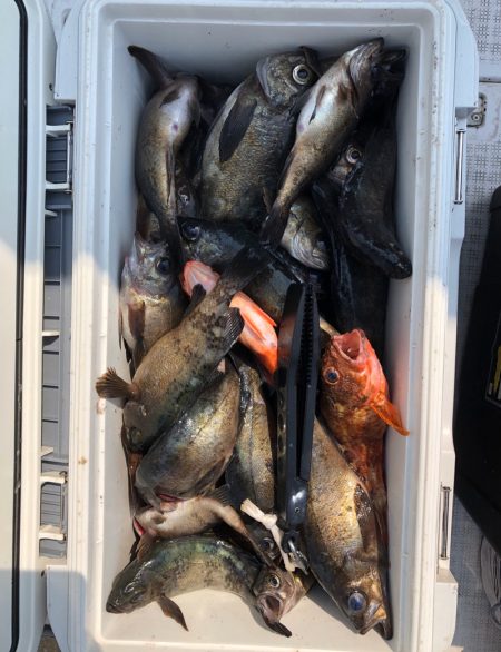 フィッシング　キッタカ 釣果