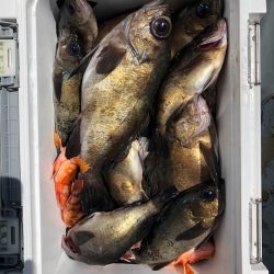 フィッシング キッタカ 釣果